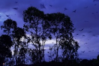 Kalon australsky - Pteropus poliocephalus - Gray-headed Flying Fox o1447